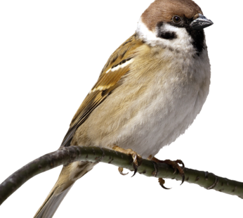 sparrow